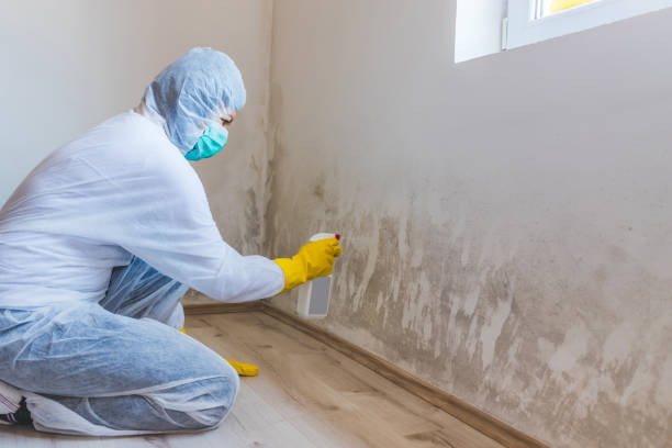 Licensed Basement Mold Removal service in Manchester, MI - WQB Mold Removal