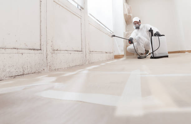 24/7 Emergency Basement Mold Removal experts in Manchester, MI